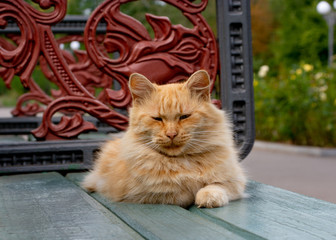 ginger cat lies on a park bench