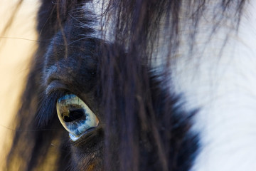 Beautiful blue eye of a Welsh Mountain pony