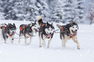 Sled dog-racing with Alaskan malamute and husky dogs. Snow, winter, competition, race concept. © belyaaa