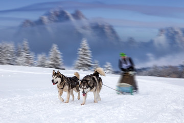 Sled dog-racing with Alaskan malamute and husky dogs. Snow, winter, competition, race concept.