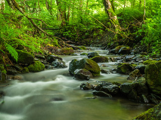 Beautiful rapid mountain stream flowing through lush green forest