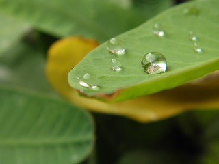 water drop on leaf after rain