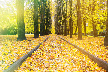 Beautiful autumn forest in the Park. Autumn time. Indian summer.