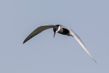The whiskered tern (Chlidonias hybrida) from Lonjsko polje, Croatia