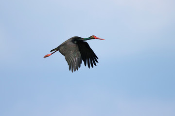 Blak stork from (Ciconia nigra) Lonjsko polje, Croatia