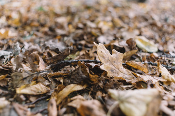 Close up photo of dry withered leaf fallen from the trees. Golden autumn season. Fallen brown oak leaves lie on the ground. Beautiful autumn forest. Selective focus, blurred background. Side view.