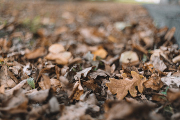 Close up photo of dry withered leaf fallen from the trees. Golden autumn season. Fallen brown oak leaves lie on the ground. Beautiful autumn forest. Selective focus, blurred background. Side view.