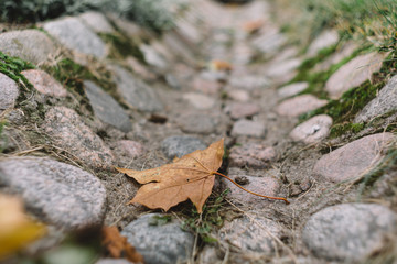 Cropped photo of alone yellow maple leaf lying on the cobblestone gutter. Change of season, cold snap. Gold autumn and loneliness concept. Rebirth of nature. Selective focus, blurred background. 