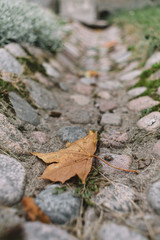 Vertical photo of alone yellow maple leaf lying on the cobblestone gutter. Change of season, cold snap. Gold autumn and loneliness concept. Rebirth of nature. Selective focus, blurred background. 