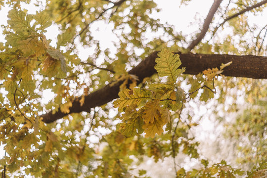 Close up photo of branches with yellow and orange oak leaves on sunny day. Golden autumn concept. Selective focus, bokeh. English oak, Common oak, Querqus Robur. Green foliage. Oak tree landscape. 
