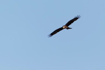The western marsh harrier (Circus aeruginosus) from Lonjsko polje, Croatia