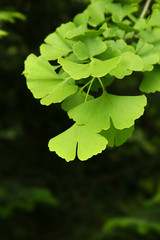 Ginkgo biloba green leaves on a tree. Ginkgo Biloba Tree Leaves on dark background.
