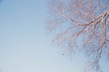 Tree with snow and blue sky