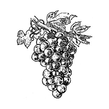 Grappolo di Uva in bianco e nero