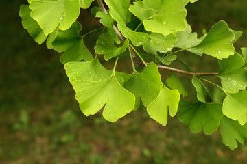 Ginkgo biloba green leaves on a tree. Ginkgo Biloba Tree Leaves on dark background.