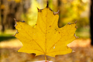 Hand holding a yellow maple leaf close-up on a blurred background, autumn Sunny day. A symbol of autumn.