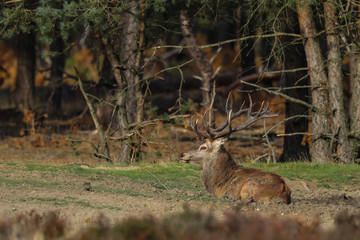 Red deer stag in the rutting season in National Park Hoge Veluwe in the Netherlands