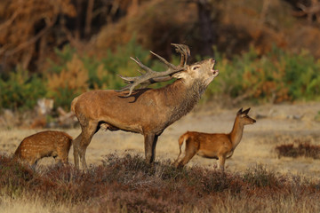 Naklejka na ściany i meble Red deer stag bellowing in the rutting season in National Park Hoge Veluwe in the Netherlands