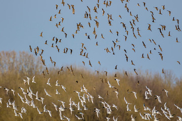 The gulls and ruffs in migration over Lonjsko polje, Croatia