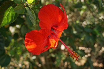 roter Hawaiianischer Hibiskus - Close up © Jessica