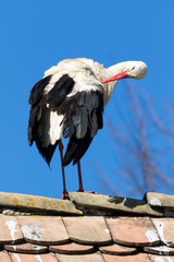 White stork on the roof in Lonjsko polje, Croatia