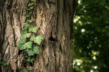 Ivy and bark of a old tree - closeup. - obrazy, fototapety, plakaty