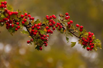 Fototapeta premium Autumn Hawthorn berrys or haws with dew drops