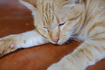 orange cat tabby feline lying resting on floor