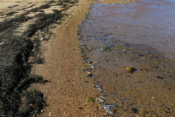 Fishes throwing themselves up on a sandy beach. Japanese anchovy fish Engraulis japonicus beached themselves because of ecological problems. 