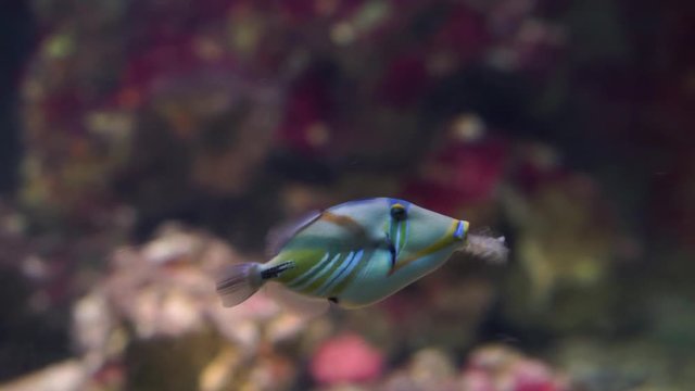 picasso triggerfish swimming under water, popular aquarium pet in aquaculture, colorful tropical fish specie