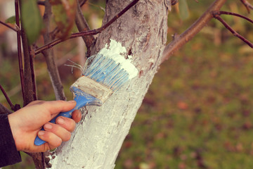 gardener is whitewashing a fruit tree trunk. work to protect the garden in autumn