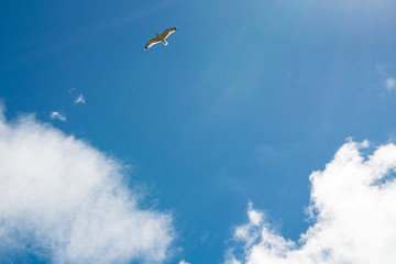 Dem Himmel entgegen - Himmel, Weite, Wolken, Freiheit und eine Seemöve