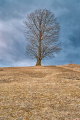 tree in the hill