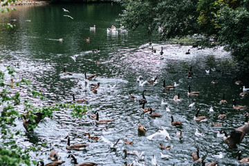 Ducks, swans and seagulls fight for food in a lake in Düsseldorf Park, Germany.