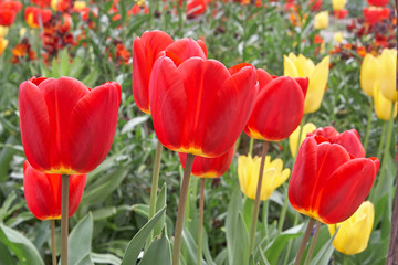Obraz premium red tulips in the garden
