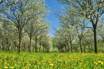 Flowering orchard in spring time