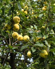 Ripe apples in apple orchard in autumn