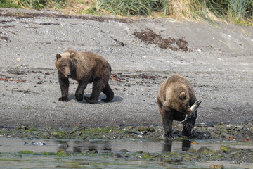 Futterneid ?- zwei junge Grizzlybären beim jagen und Fressen von Lachsen, ihrer Hauptrnahrung