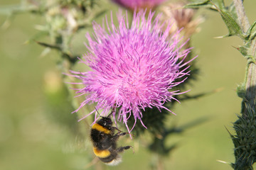 bee on a flower