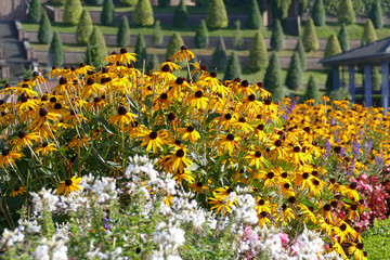 Beete mit weißen und gelben Blumen in einem Park