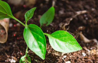Pepper sprout carolina ripper in the ground