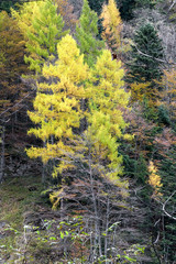 forest in autumn