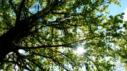 tree in the sky