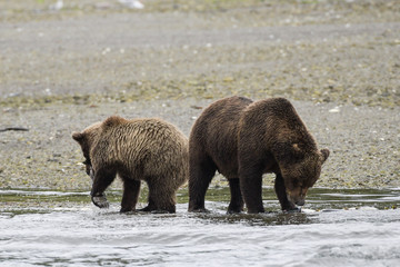 Junger Grizzlybär mit Mutter beim Fressen von Lachs, ihrer Hauptnahrung, an der Küste von Katmai, Alaska