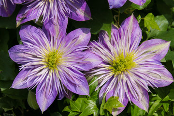 Close up of clematis (crystal fountain) with purple and white large flowers.  Taken in Wales, UK