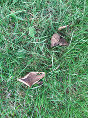 Autumn photo of garden and free space for your decoration 