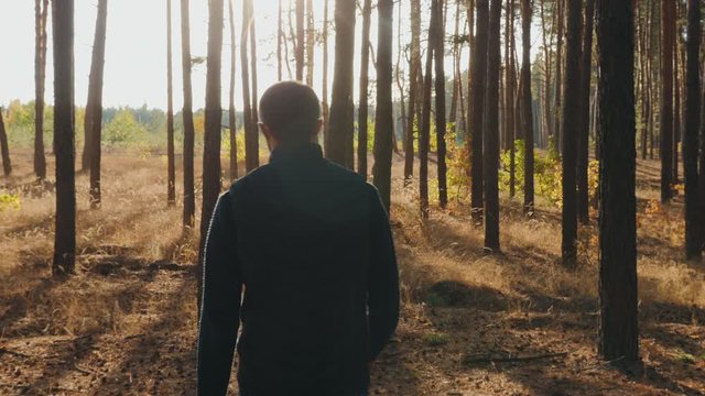 A young man walks through the pine forest on sunny day. View from the back, slow-motion