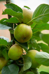 Close up shot of Apples in Orchard