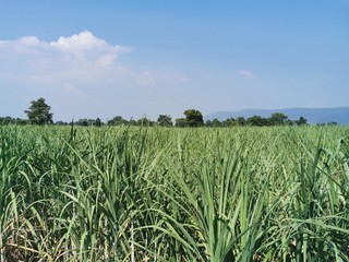 cane farming