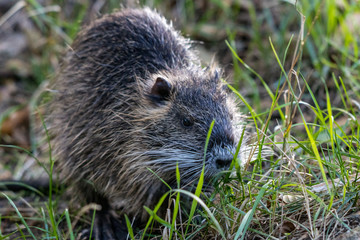 Nutria